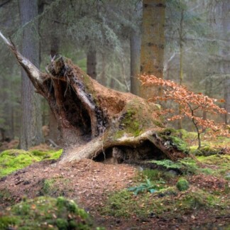 Image of Whispering Woods by Noel Fenech Photography